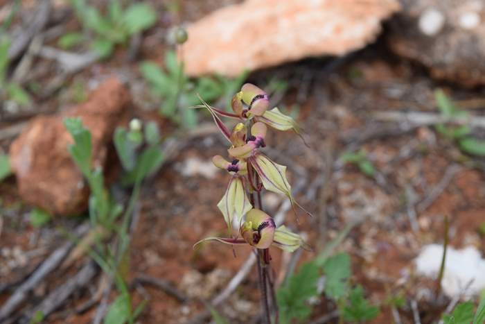 Caladenia cristata - Crested Spider Orchid-Sep-2018p0016.JPG